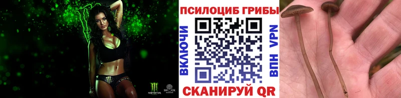 цена   Новохопёрск  Галлюциногенные грибы Magic Shrooms 